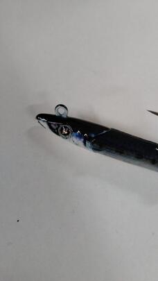 Raglou Hybrid 85-8.5g-SD ( SARDINA )