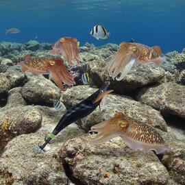 Thumb a05918 vnvr32xx