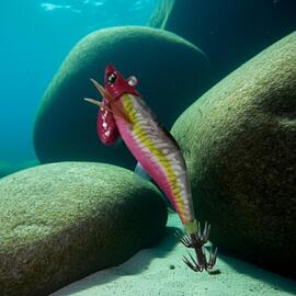 Thumb a06455 qezkyzs8