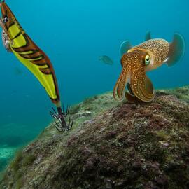 Thumb a06432 h2i0hbp2