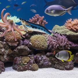 Thumb a05925 kapk66vt