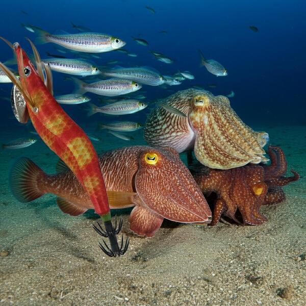 Gallery a00783 rheuyk1b