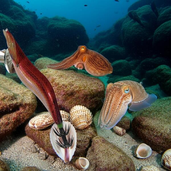 Gallery a03873 hssw0clx