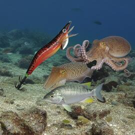 Thumb a03880 ljftlso1