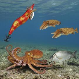 Thumb a04129 kkmwny2o