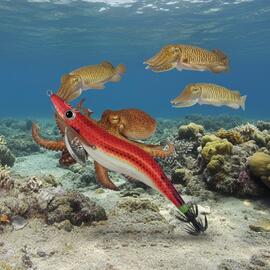 Thumb a04132 zvkdurrx