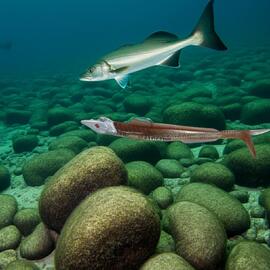 Hart ELL 135mm-30Grs