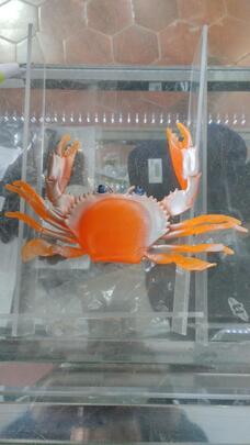 Cangrejo Grande XXXl