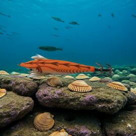 Señuelo Toto Sutte R s70n (ORANGE)