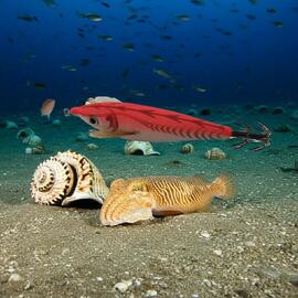 Thumb a05426 hezfheuh