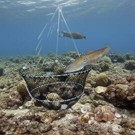 Thumb a06646 jb0j02ti