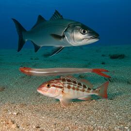 Vinilo Long Minnow 160