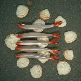 Vinilo Long Minnow 160