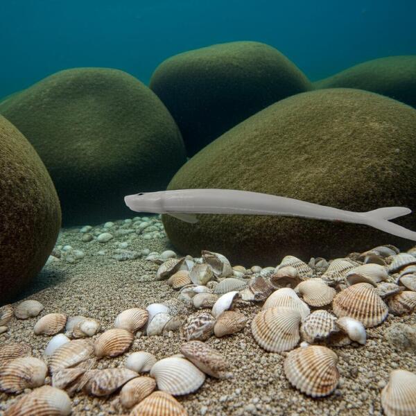 Gallery a05133 hznjfbt7