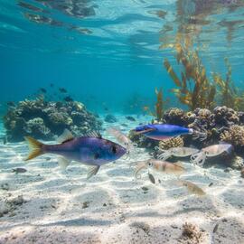 Señuelo Calamar BEGIX SS BLUE / PINK NAT..