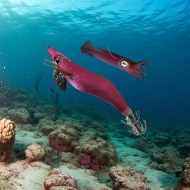 Señuelo Calamar BEGIX GAMBA 2.5 PINK NATURAL