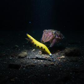 Señuelo Calamar BEGIX GAMBA 2.5 YELLOW DOTSNATURAL