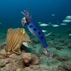 Señuelo Calamar BEGIX GAMBA 3.0 BLUE PINK DOTS NAT