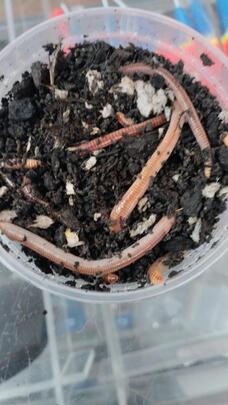 Lombriz para Truchas (Gusano de Tierra) SPUNCULOS NUDUS